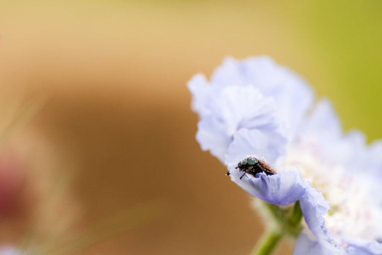 Macro photography for beginners