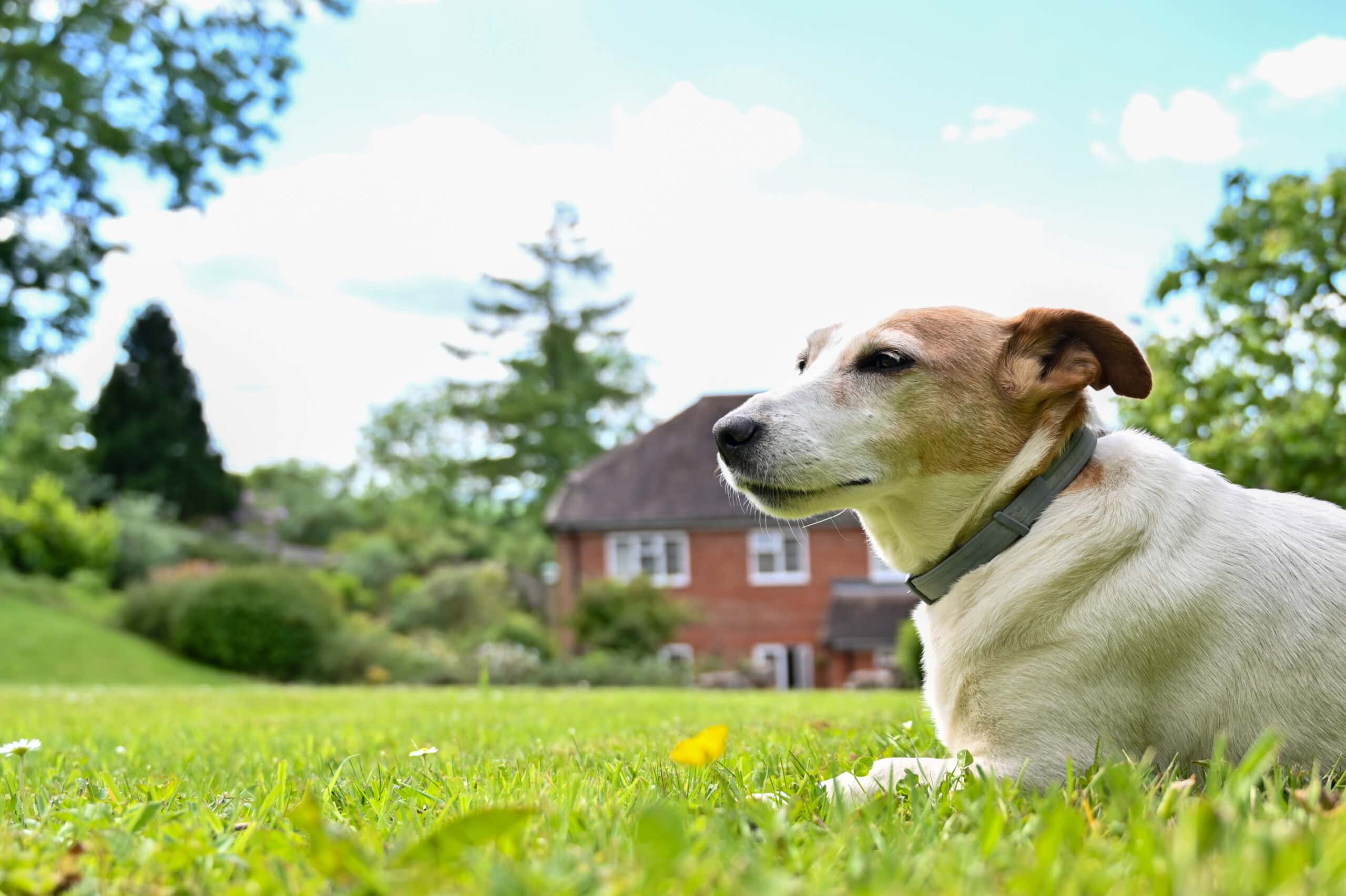 A Jack Russell lies on the lawn in front of the family home