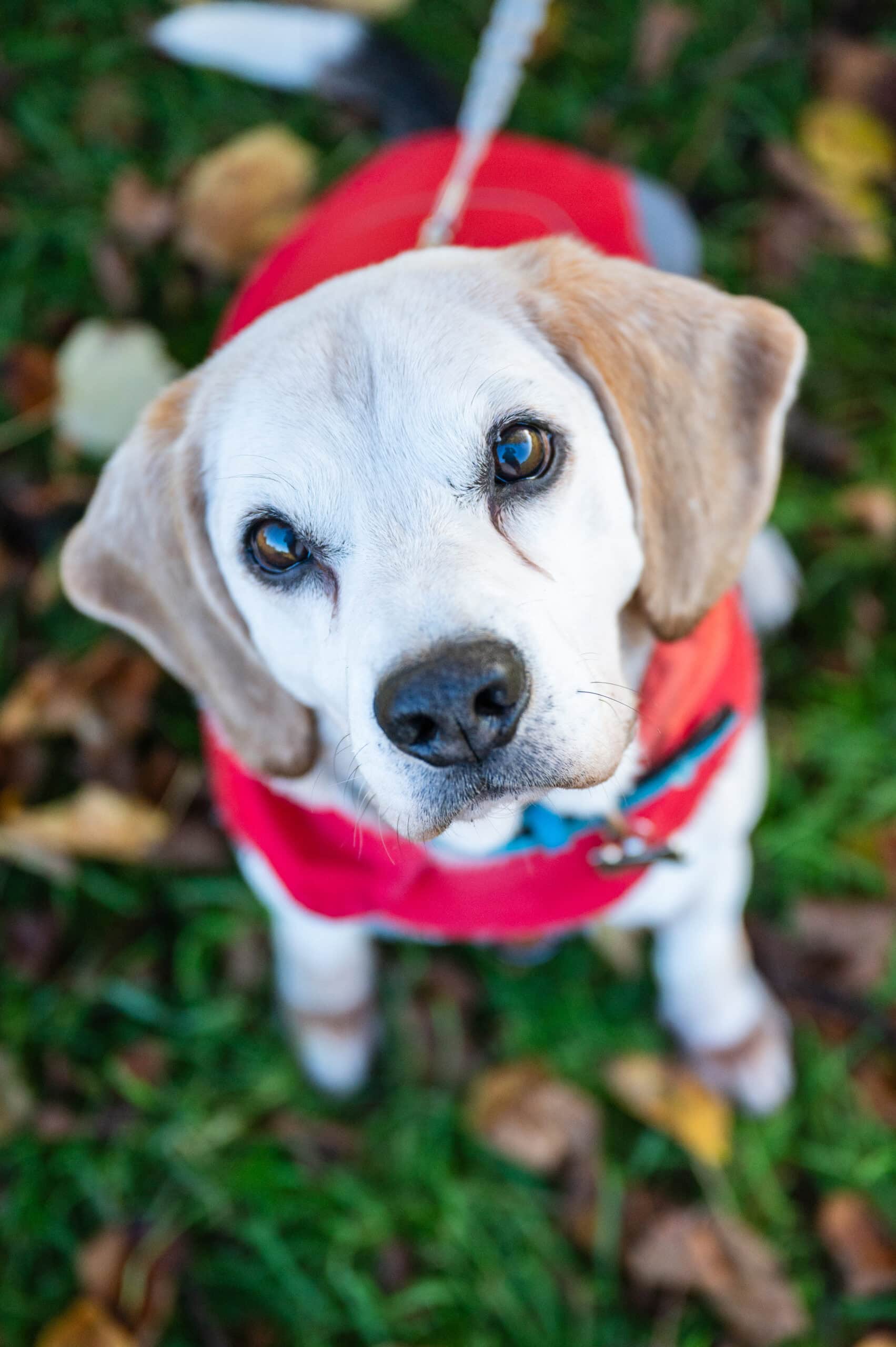 A dog in a red harness looks up at the camera