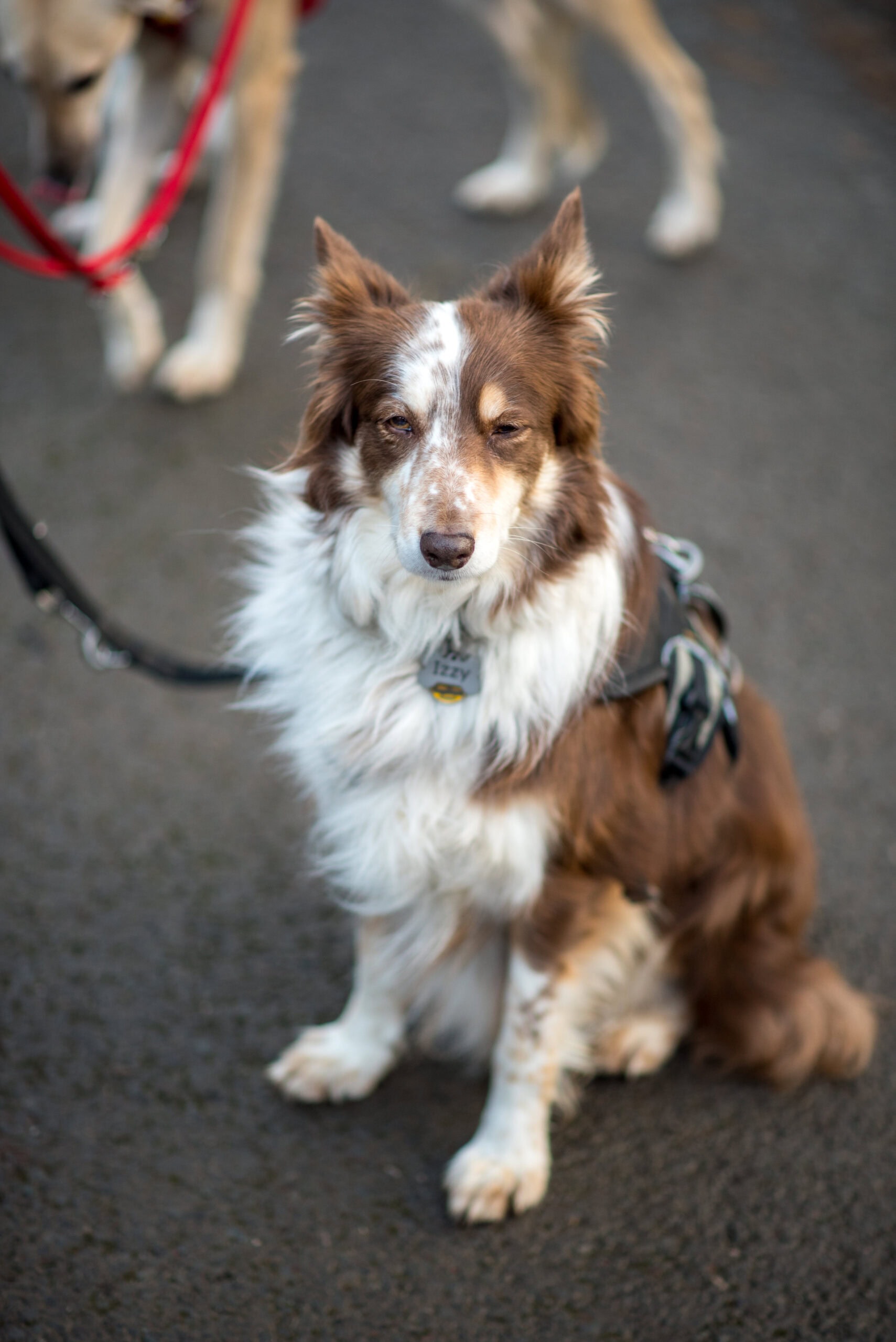 A dog sits on its lead looking at the camera