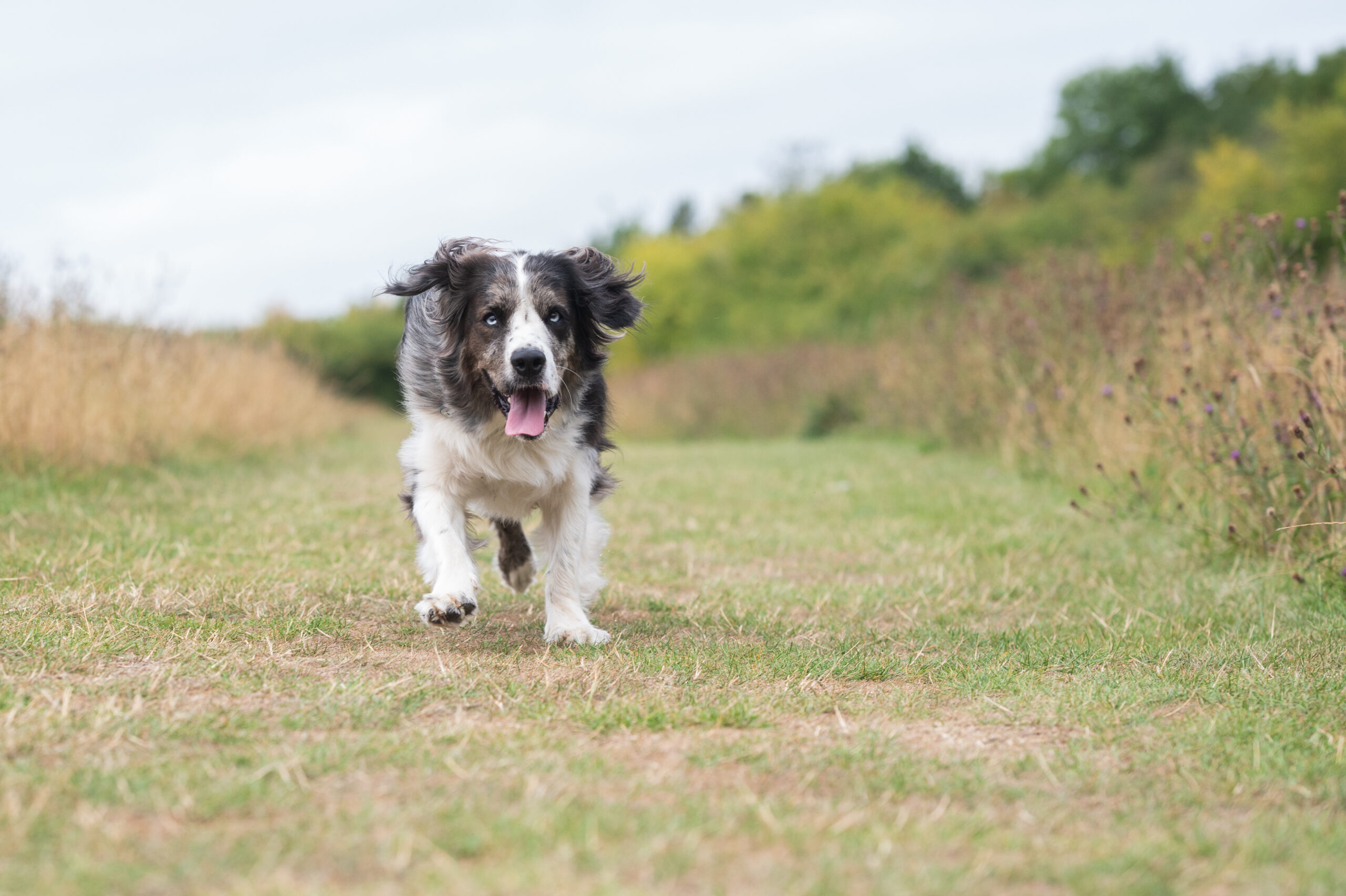 A dog runs along a grassy path towards the camera