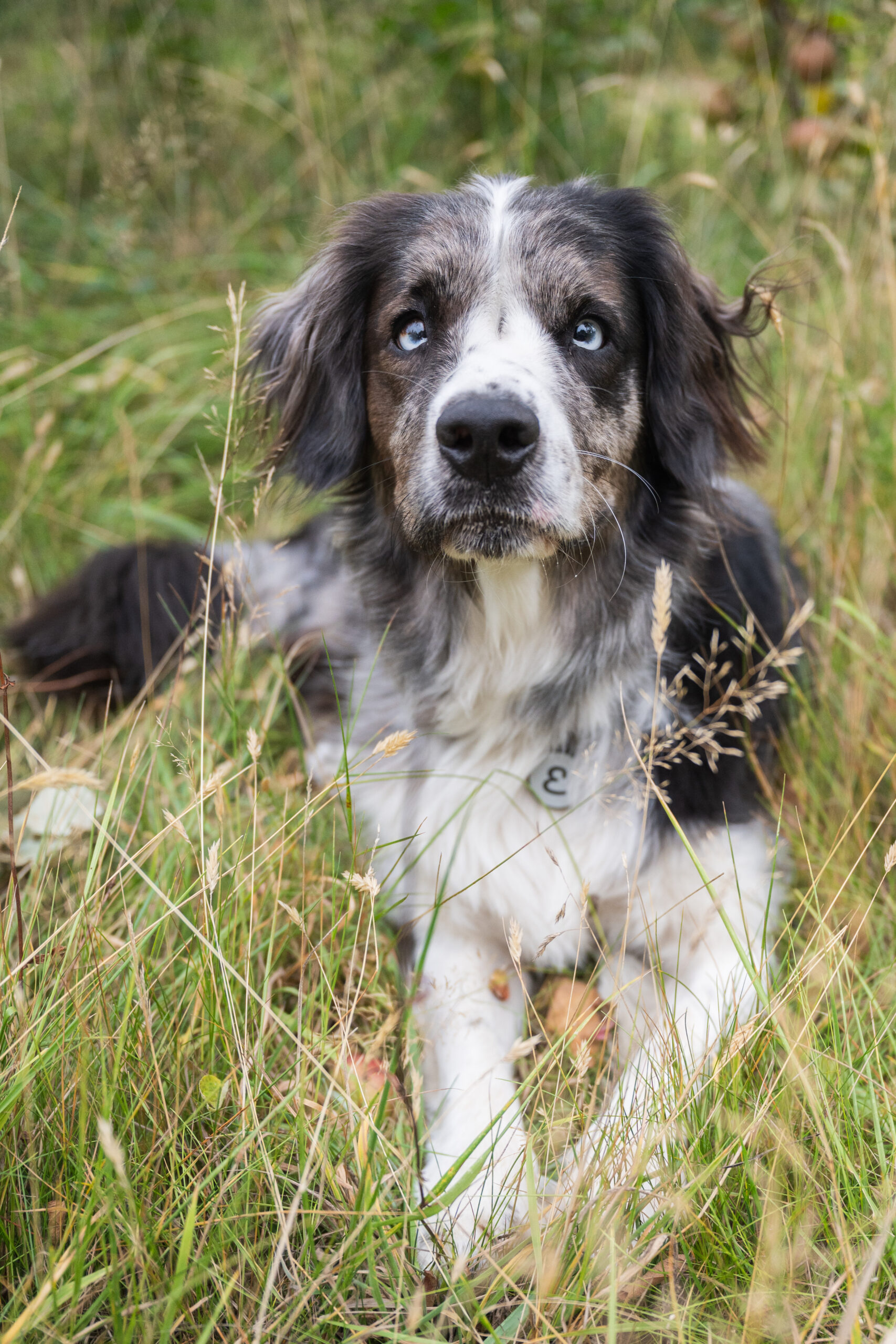 A spaniel lies in long grass looking at the camera