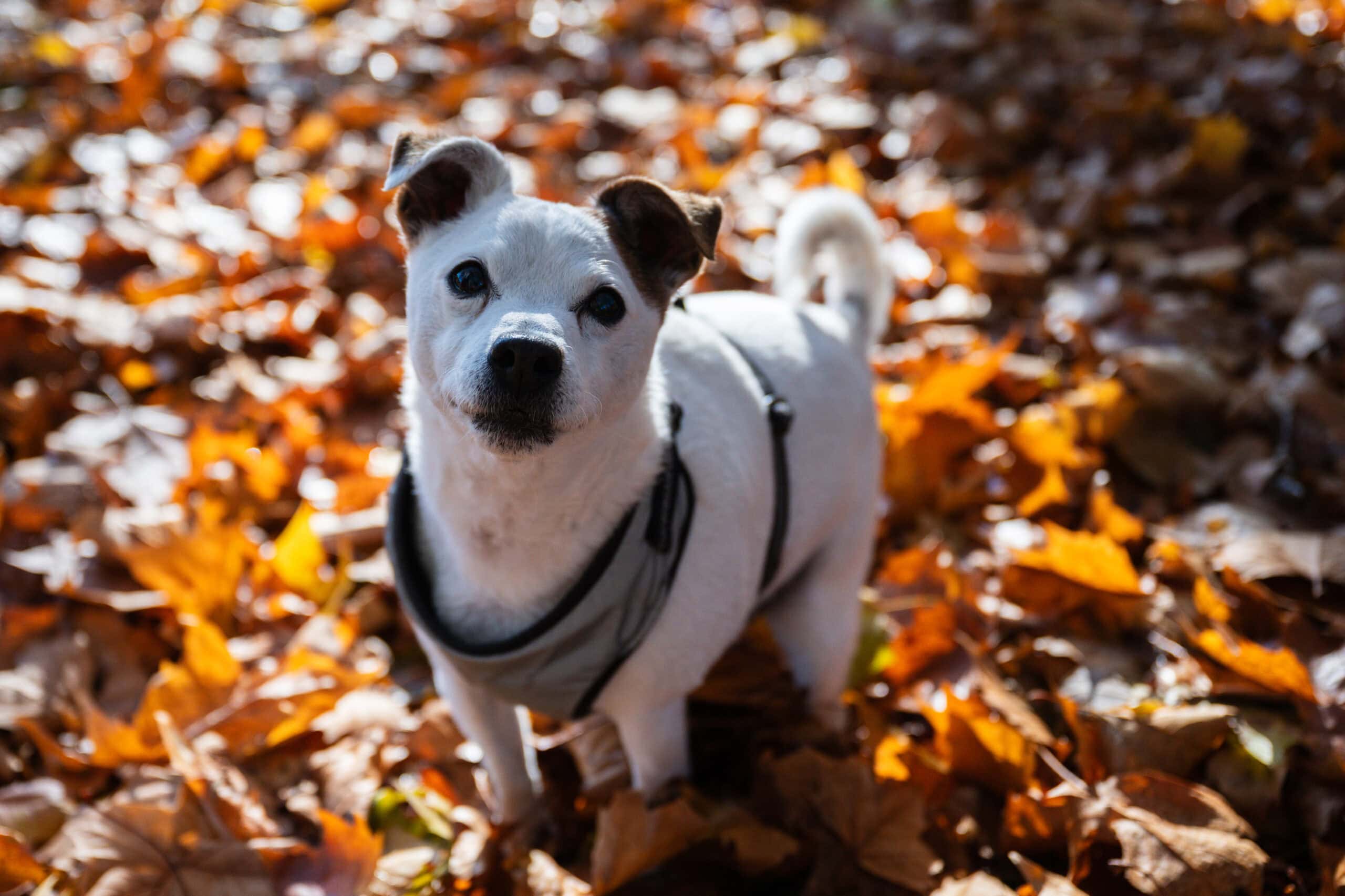A small white dog stands in autumn leaves looking up at the camera, pet photography in Nottingham