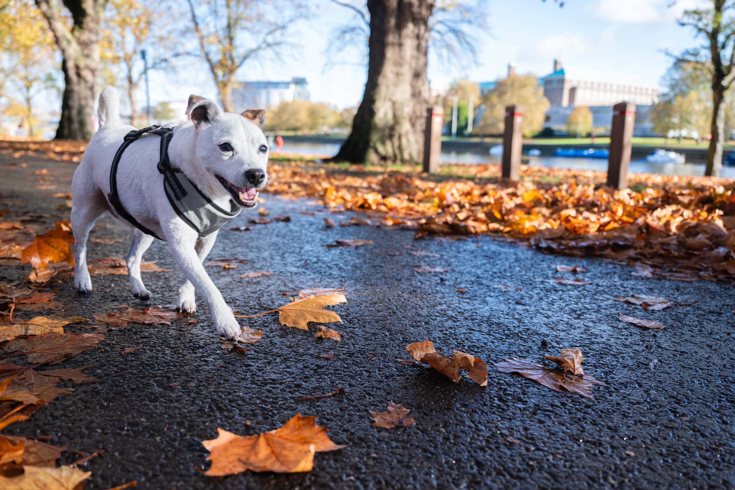 A dog in a harness walks along a leafy path in the park