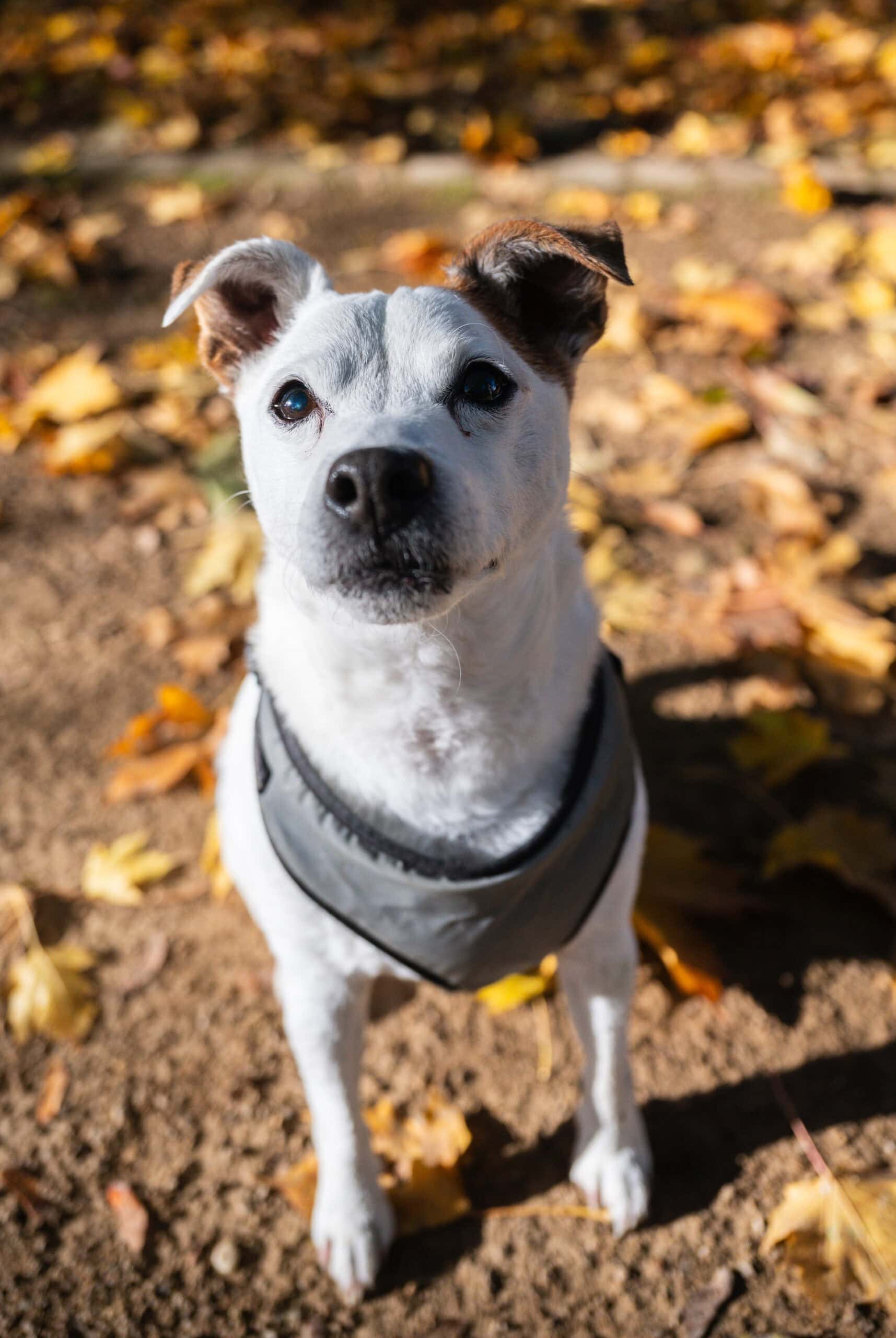 A grey and white dog in a harness stands in autumn leaves