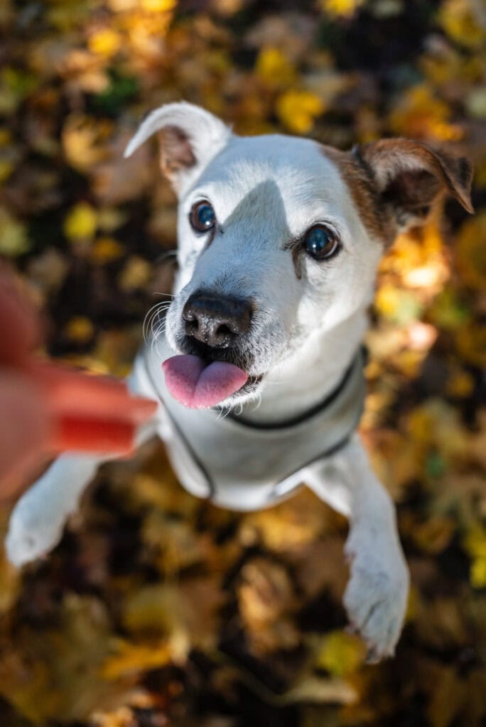 The family dog looks up for a treat in the autumn leaves