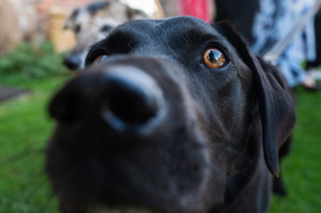 A black dog peering into the camera on the lawn at Holme Pierrepont Hall.