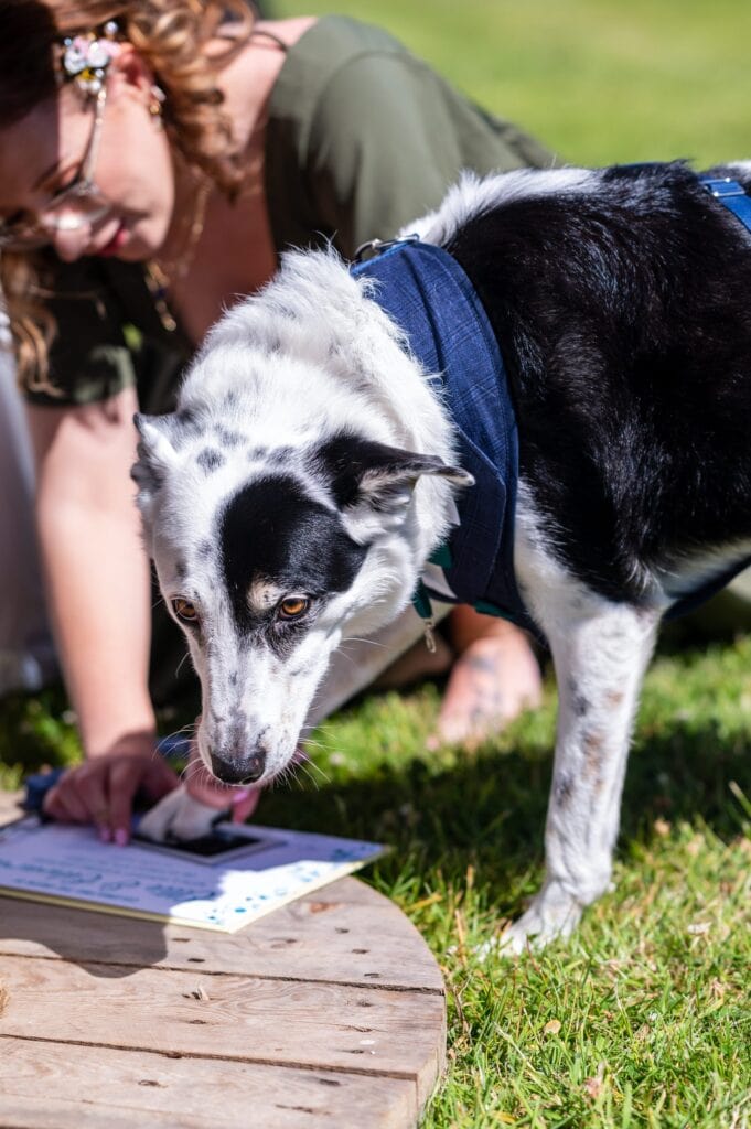 Ellie and Edward's border collie putting a paw print on their celebrant certificate